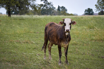 Naklejka na ściany i meble small and brown cow in the green field, Argentine livestock