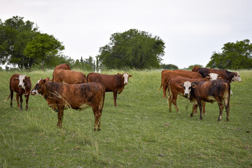 Naklejka na ściany i meble Argentinian beef cattle, brown cow in the foreground and more cows grazing behind in green field landscape