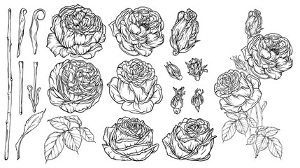 Hand-drawn floral set, a collection of roses