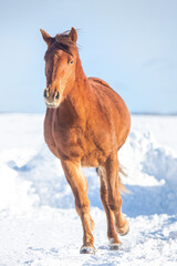 Obraz na płótnie Canvas Canadian Horse in winter pasture in Quebec, Canada