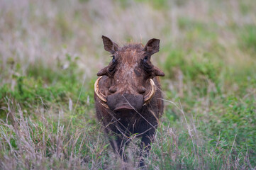 cute and at the same time wild looking warthog in Africa