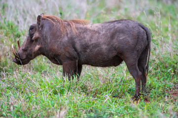 brown, big warthog in the grass in Africa