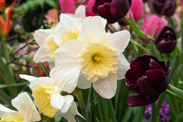 Naklejka na ściany i meble Yellow and white daffodils flower in the garden