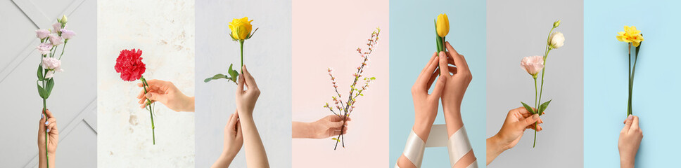 Set of female hands with beautiful flowers on light background