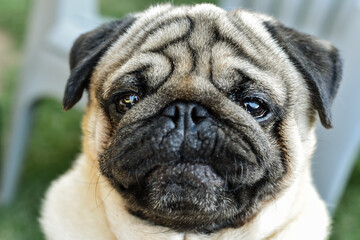 pug dog portrait