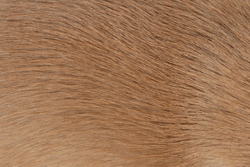 Brown wavy animal hair background