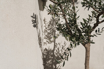 Olive tree in pot on neutral beige wall with aesthetic sunlight shadows