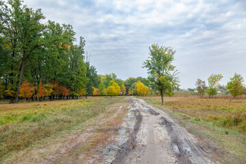 Fototapeta na wymiar View of an autumn rural road passing through a wooded area and reeds, rural houses and a cloudy sky in the background. The lights and colors of the trees of a calm early autumn.