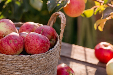 A wicker basket full of fresh fruit. Basket with red apples. Beautiful sunlight. Autumn harvest, harvesting or harvesting.