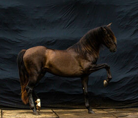 Beauitful stallion horse against black background