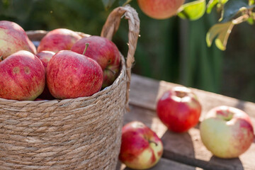 A wicker basket full of fresh fruit. Basket with red apples. Beautiful sunlight. Autumn harvest, harvesting or harvesting.