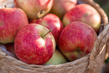 A wicker basket full of fresh fruit. Basket with red apples. Beautiful sunlight. Autumn harvest, harvesting or harvesting.