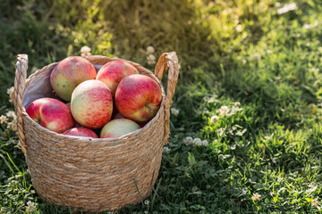 A wicker basket full of fresh fruit. A basket with red apples on a green lawn. Beautiful sunlight. Autumn harvest, harvesting or harvesting.