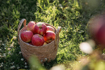 A wicker basket full of fresh fruit. A basket with red apples on a green lawn. Beautiful sunlight. Autumn harvest, harvesting or harvesting.