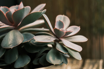 Succulent plant with water drop