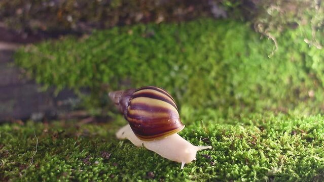 Albino snail akhatina fulika crawls on the moss. Video accelerated close-up