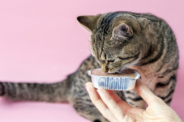 tabby cat eating wet food from foil aluminium container isolated on pink background from woman...