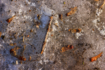 birch branch, maple seeds fallen on the ground covered with ice and snow, as well as earth and sand with a texture, taken from a short distance during the day in frosty winter from the top point