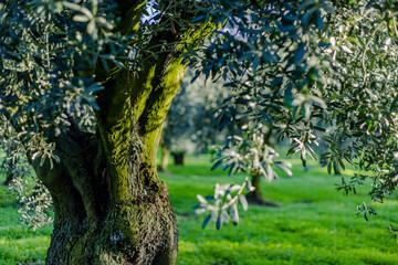 olive field and single olive tree , Olive is one of the longest living tree species in the world.