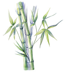 Watercolor hand-painted illustration of bamboo branches on transparent background. Pre-made bamboo illustration for printing design.