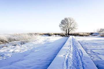 Fototapeta na wymiar White winter landscape with a snowy wooden boardwalk, hoarfrost covered tree, frozen lake, blue sky