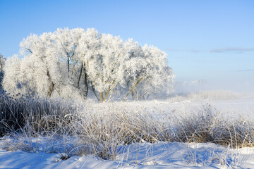 Obraz na płótnie Canvas Beautiful white winter scene with frosted hoarfrost covered branches, frozen lake and clear blue sky