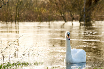 White swan in evening light of the sunset on a lake