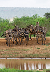 Fototapeta na wymiar Zebra's im Tsavo Nationalpark in Kenia