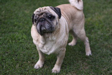 Obraz premium old pug