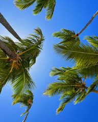 coconut tree