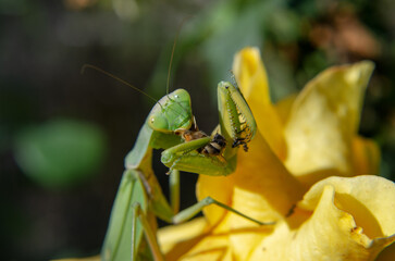 Close-up of a green mantis eating a bee