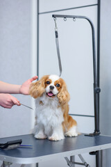 dog puppy cavalier king charles spaniel on the handler's table. handler combing the dog's ears with a comb
