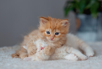 Cute little red kittens lies on fur white blanket