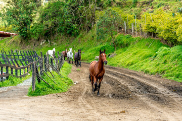 horses running on a dirt road