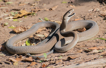 Black Mamba (Dendroaspis polylepis)