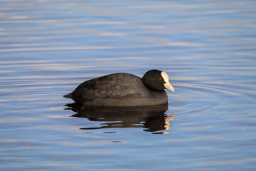 A stunning portrait of an American Coot on a calm lake, ripples can be seen in the water from the movement of the duck.