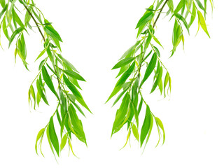 Willow branch with leaves. Perfect element for decoration and invitation design. Willow leaves...