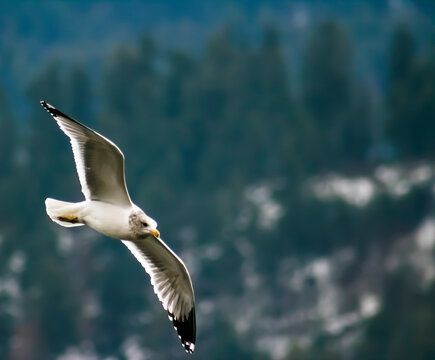 Seagull Soaring with Pine Trees in the Background - Background, Backdrop and/or Wallpaper