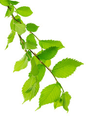 linden tree branch isolated on a white background with space for your text. Green leaves. spring background . Linden