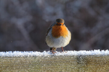 A Robin bird playing in the snow at a Nature Reserve. This photo was taken at Lunt Meadows Nature Reserve in Liverpool, Merseyside.