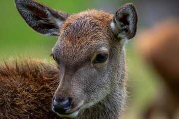 Junges Rotwildkalb Portrait