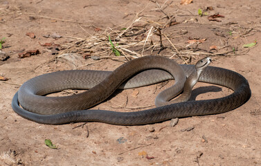 Black Mamba (Dendroaspis polylepis)