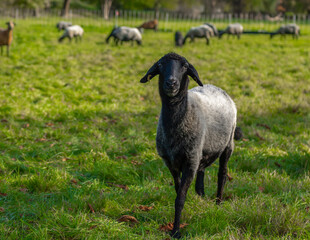 A black sheep is standing on a green meadow