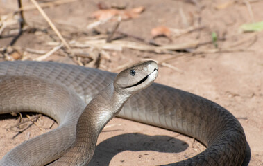 Black Mamba (Dendroaspis polylepis)