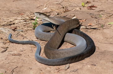 Black Mamba (Dendroaspis polylepis)