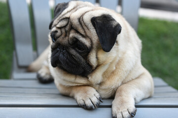 pug dog portrait