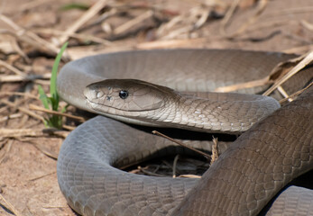 Black Mamba (Dendroaspis polylepis)