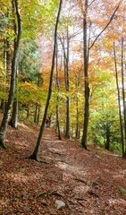 fantastic autumn landscape with the colorful leaves of the forest