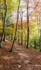 Obraz premium fantastic autumn landscape with the colorful leaves of the forest