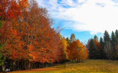 fantastic autumn landscape with colorful leaves ready to fall towards winter